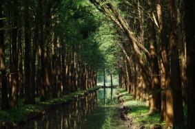 兴化水上森林公园门票优惠政策2024