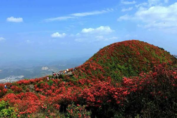 贵州杜鹃花海在哪里更美 贵州九大杜鹃花观赏地