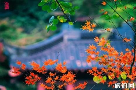 中國哪里的楓葉最好看 中國楓葉最美的十大地方