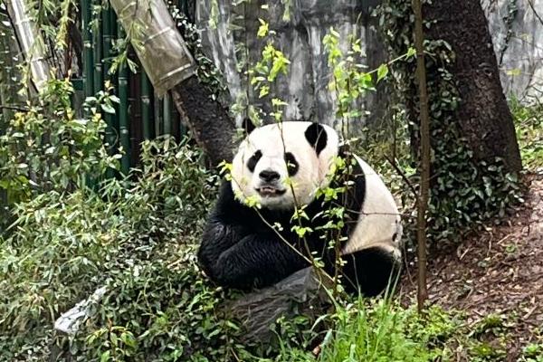 南京热门动物园有哪些 游园路线推荐