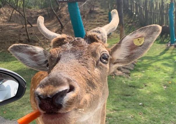 南京熱門動物園有哪些 游園路線推薦