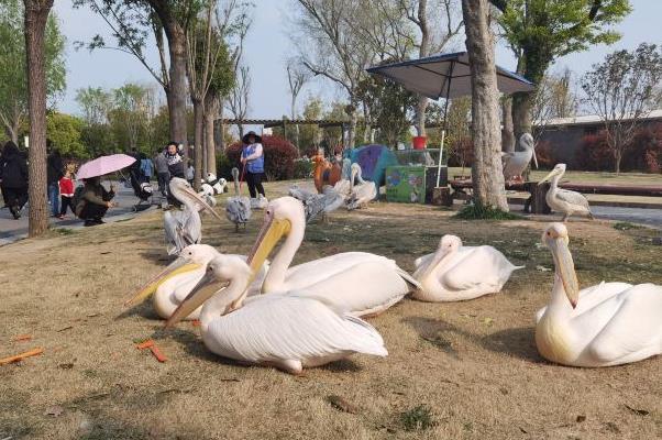 南京熱門動物園有哪些 游園路線推薦