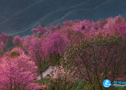 2023大理无量山樱花谷攻略 附花期、最佳观赏地和交通介绍