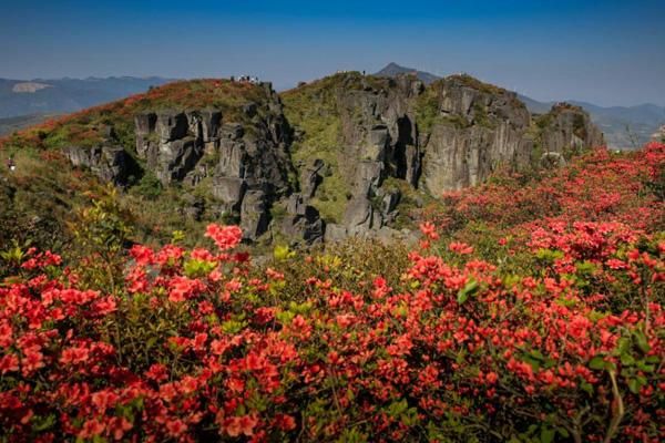 2023溫州哪里有杜鵑花最佳觀賞地點