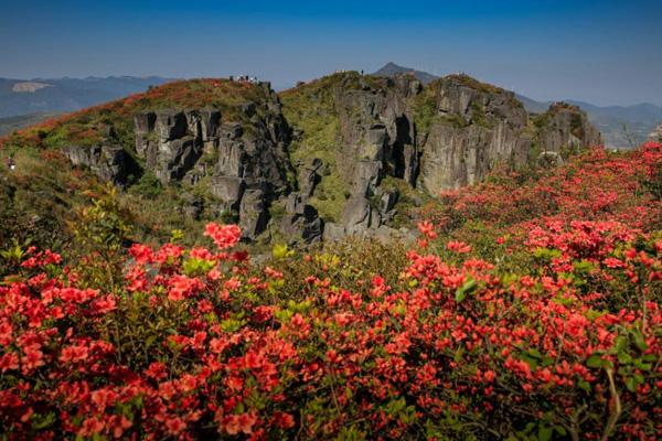 2023温州哪里有杜鹃花最佳观赏地点