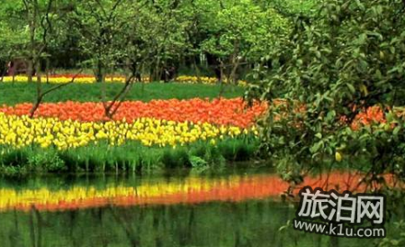 杭州太子湾三月份可以看哪些花+花期+最佳路线