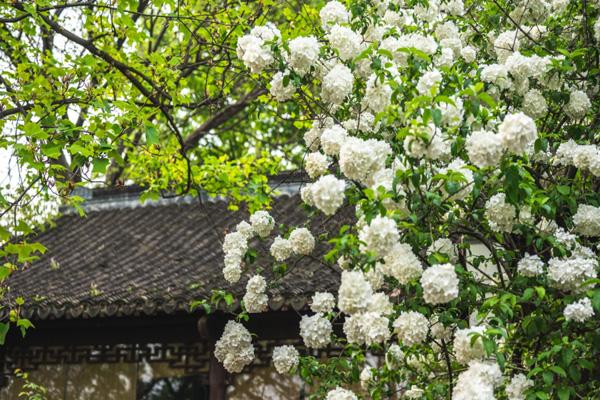 南京绣球花在哪里看 五大最美观赏地