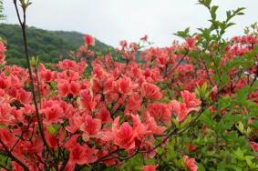 大围山看杜鹃花攻略