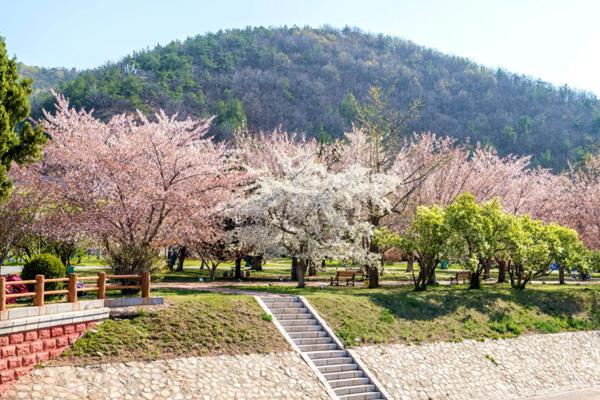 2023旅顺203樱花园门票多少钱 附优惠政策