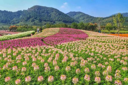 杭州径山花海游玩攻略-门票价格-景点信息