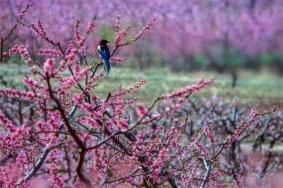 北京平谷桃花节最佳观赏地址