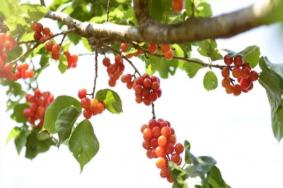 2023鲁甸樱桃节是什么时候举行