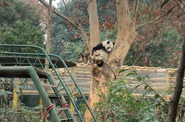 成都看大熊貓去哪里好