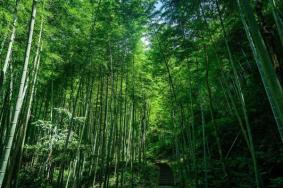 明月山旅游攻略两日游