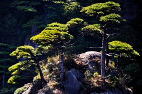 三清山门票价格索道价格 附免票政策2023