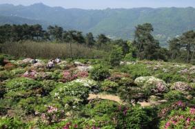 重庆杜鹃花哪里最出名 2023重庆杜鹃花什么时候开