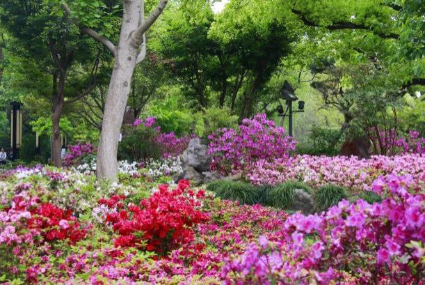 上海看杜鵑花最佳地點