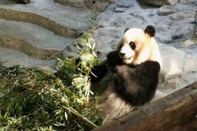 长屿硐天的熊猫叫什么名字