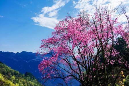 绵阳北川药王谷旅游攻略-门票价格-景点信息