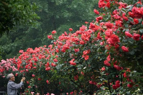 2023杭州看月季花在哪里 附月季花展