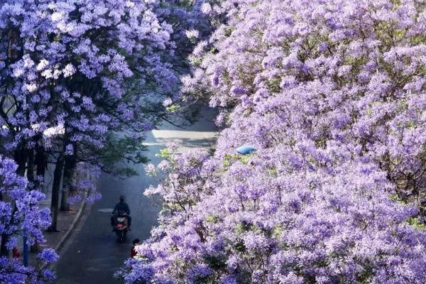 2023昆明藍(lán)花楹哪里最好看 最美觀賞地點(diǎn)推薦