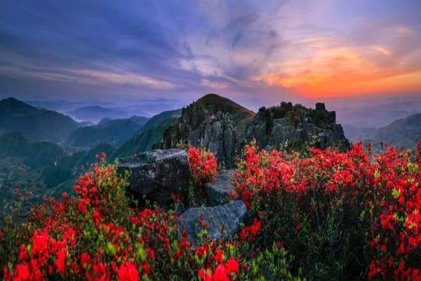 2023温州杜鹃花哪里最出名 十大最美观赏地点