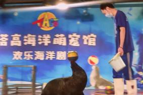 塔高海洋萌宠馆海狗表演时间2024