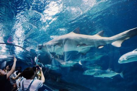 2024宿州三鲨海洋世界游玩攻略-门票价格-景点信息