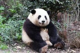 大熊猫花花在成都哪个基地