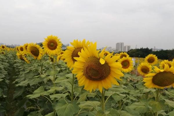 深圳五月賞花的地方有哪些