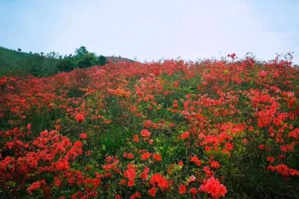 2023山南杜鹃花开花时间 赏花地点推荐