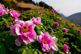 华夏牡丹园有哪些景点