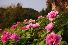 华夏牡丹园在哪 附交通指南