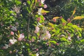 泰山海棠花几月开？附泰山海棠花盛花期