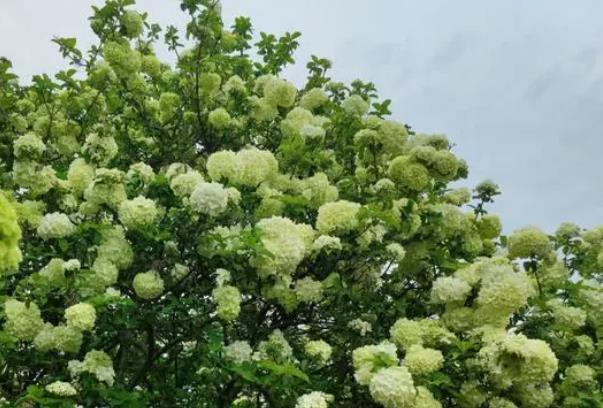 蘇州夏季賞花的好去處有哪些