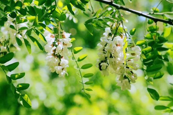 西安哪有槐花 西安摘槐花的地方