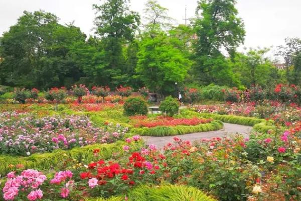 上海看月季花最佳地点