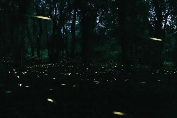 广州哪里可以看萤火虫