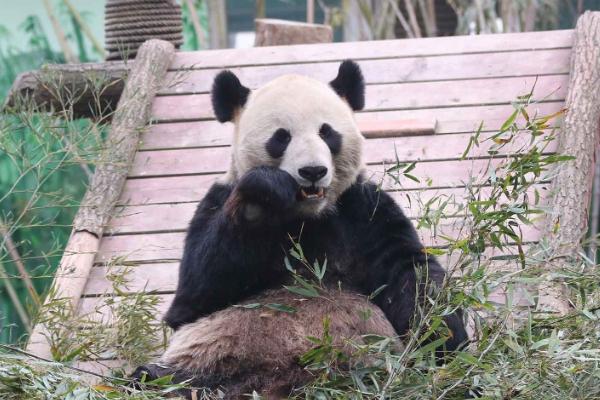 南昌动物园有熊猫吗