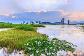 大理西湖国家湿地公园有哪些景点
