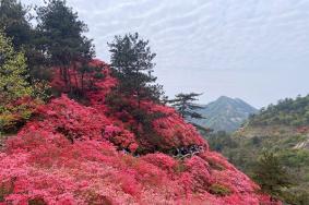 长兴四月天杜鹃花园旅游攻略-门票价格-景点信息