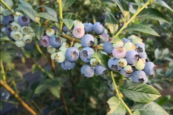 成都都江堰的蓝莓园有哪些