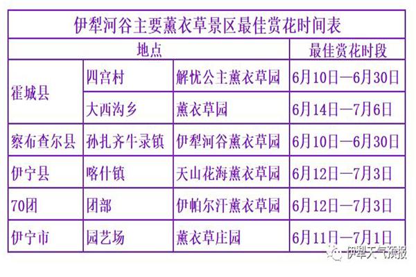 2023伊犁薰衣草花期正在几月份开放