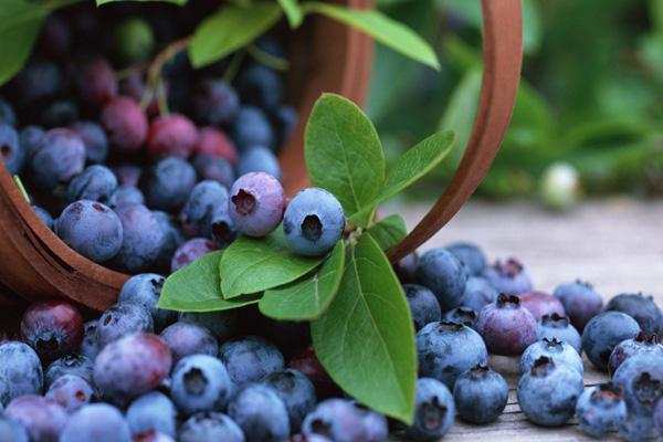 2023长沙哪里有摘蓝莓的地方