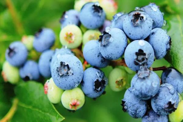 2023长沙哪里有摘蓝莓的地方