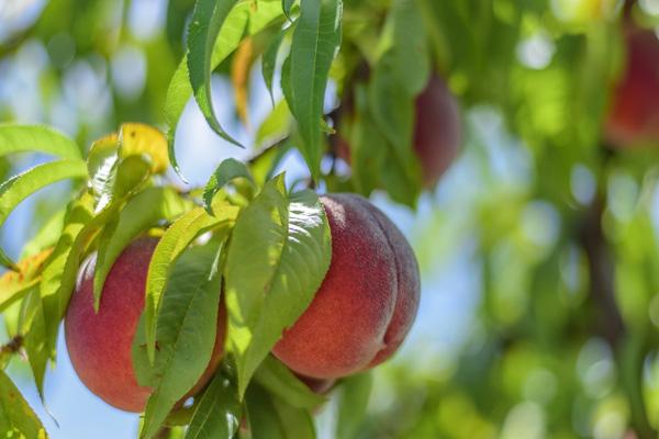 2023长沙哪里有桃子采摘园