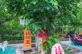 核桃七仙园的核桃好吃吗