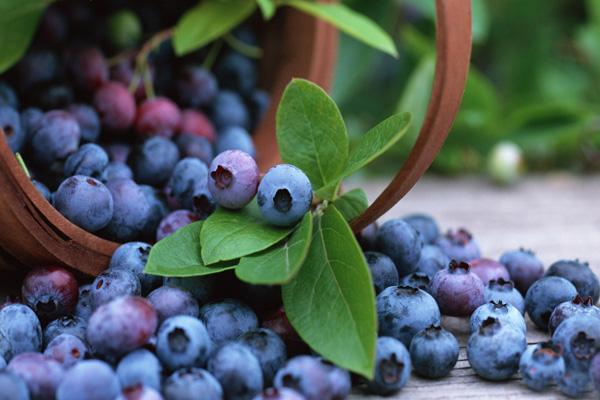 2023杭州哪里有蓝莓采摘园