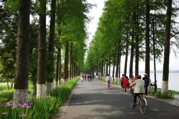 武汉的绿道有哪些景点 有哪些绿道风景好