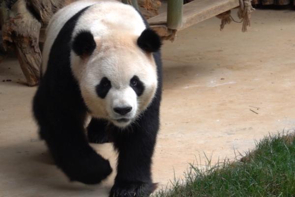 昆明大熊猫在哪个动物园 哪里有大熊猫